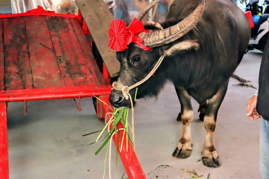 遵古禮!宜蘭五穀廟鞭春牛求豐收| 中華日報|中華新聞雲