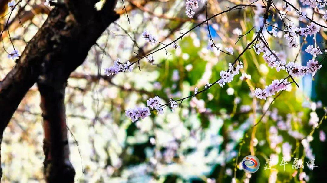 花开正当时满城春色已盎然_手机搜狐网